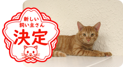 譲渡動物情報ねこ7067