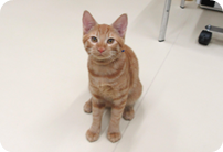 譲渡動物情報ねこ7068