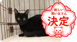 譲渡動物情報ねこ7069