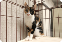 譲渡動物情報ねこ7070