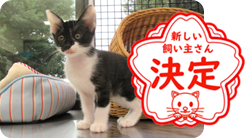 譲渡動物情報ねこ7075