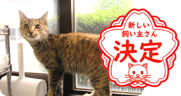 譲渡動物情報ねこ7096