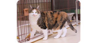 譲渡動物情報ねこ7119