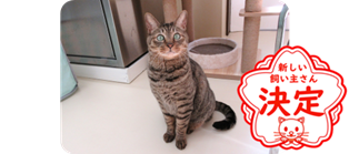 譲渡動物情報ねこ7122