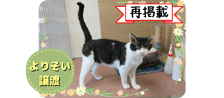 譲渡動物情報ねこ7123