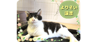 譲渡動物情報ねこ7123