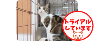 譲渡動物情報ねこ8010