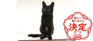譲渡動物情報ねこ8011