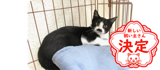 譲渡動物情報ねこ8056