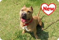 譲渡動物情報犬6005