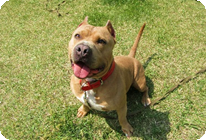 譲渡動物情報犬6005