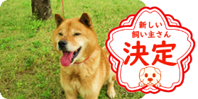譲渡動物情報犬6009