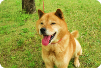 譲渡動物情報犬6009