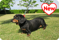 譲渡動物情報犬7002