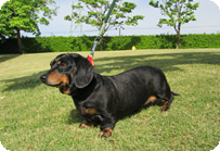 譲渡動物情報犬7002