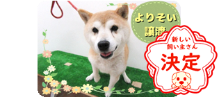 譲渡動物情報犬7013