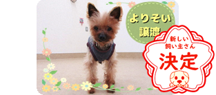 譲渡動物情報犬7014