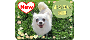 譲渡動物情報犬7016