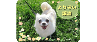 譲渡動物情報犬7016