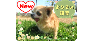 譲渡動物情報犬7017