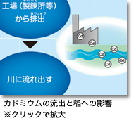 カドミウムの流出と稲への影響