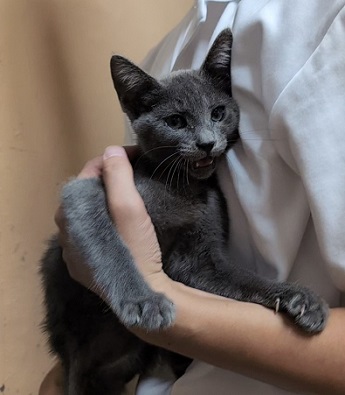保護猫R7-02