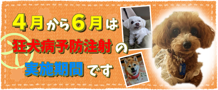 狂犬病予防注射（5月）