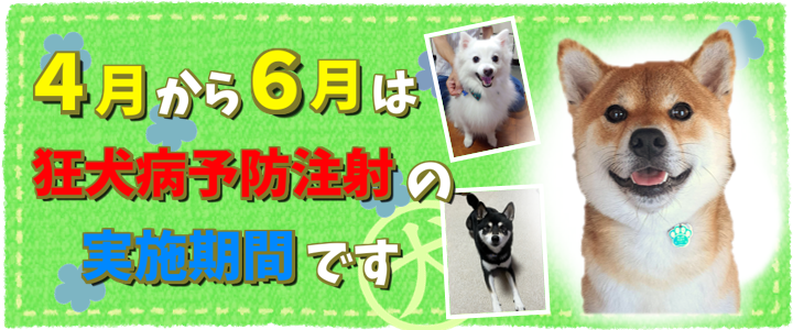 狂犬病予防注射（6月）