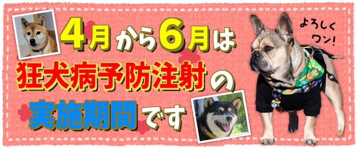 4月から6月は狂犬病予防注射の実施期間です