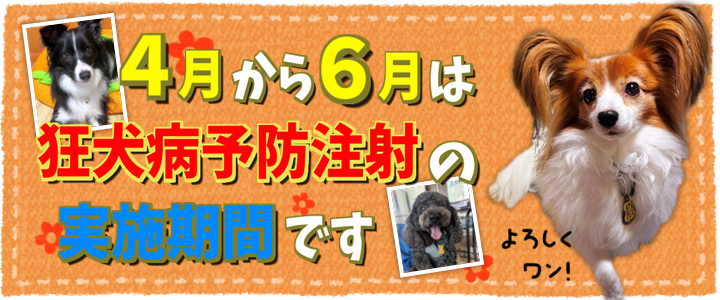 4月から6月は狂犬病予防注射の実施期間です
