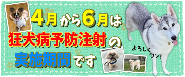 4月から6月は狂犬病予防注射の実施期間です