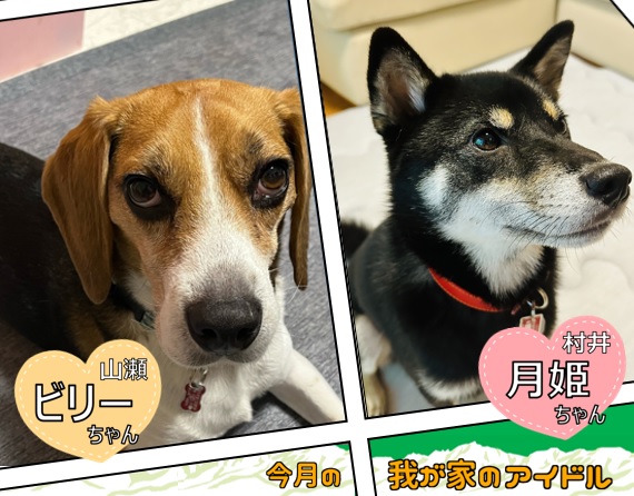 今月の我が家のアイドル「ビリーちゃん」と「月姫」ちゃん」