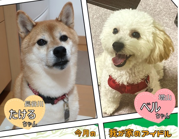今月の我が家のアイドル「たけるちゃん」と「ベルちゃん」