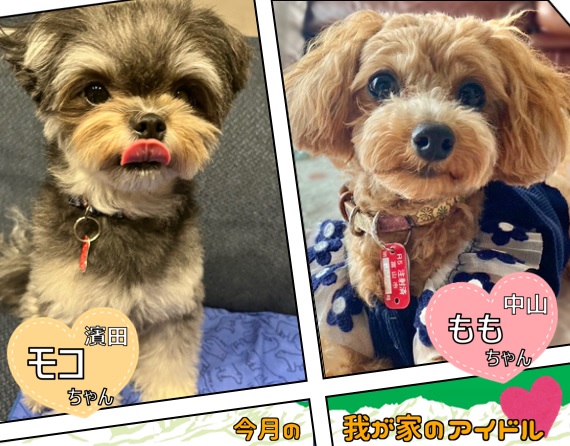 今月の我が家のアイドル「モコちゃん」と「ももちゃん」