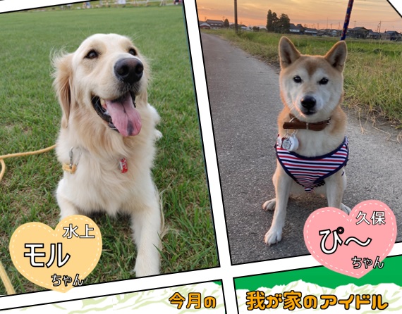 今月の我が家のアイドル「モルちゃん」と「ぴ～ちゃん」