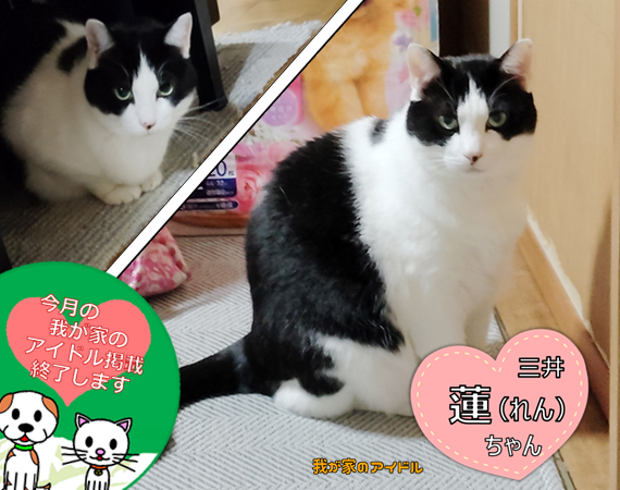 今月の我が家のアイドル「蓮ちゃん」です