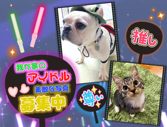 我が家のアイドルのご案内