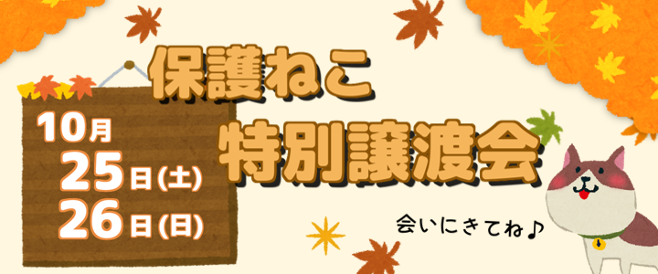 保護ねこの特別譲渡会のご案内