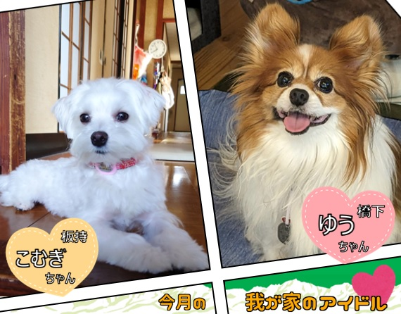 今月の我が家のアイドル「こむぎちゃん」と「ゆうちゃん」