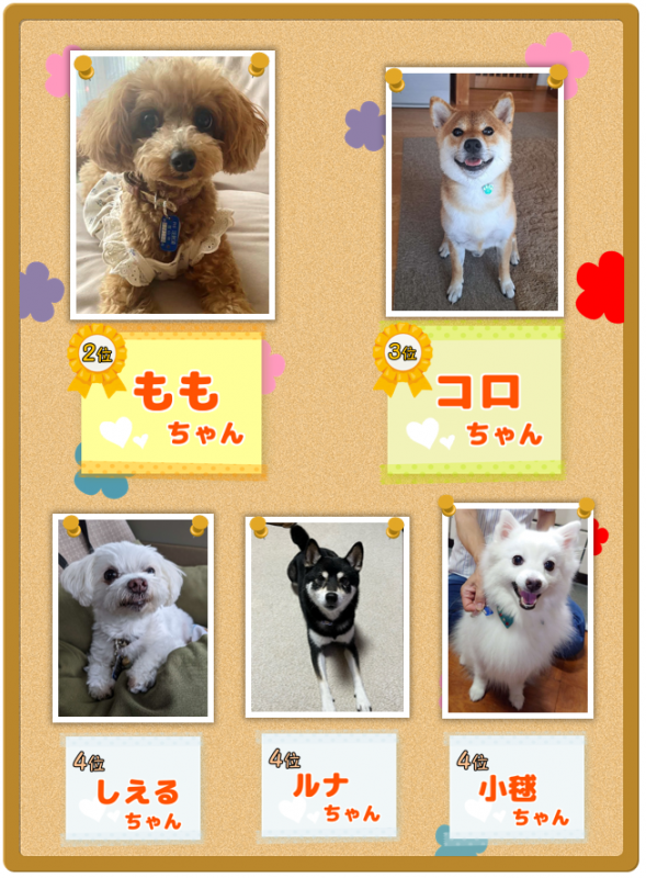 我が家のアイドル犬コンテスト結果発表のご案内2024-2