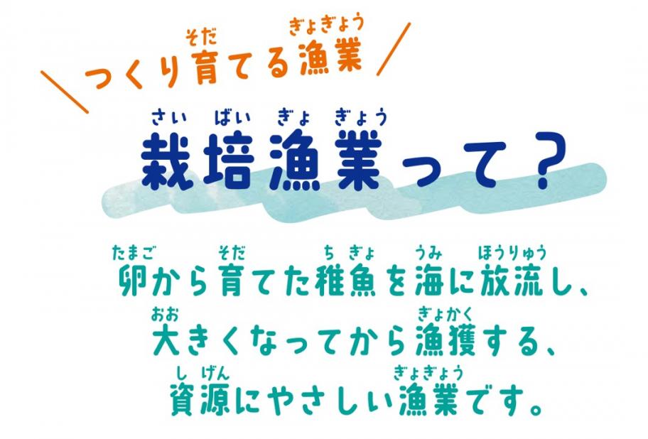 栽培漁業について