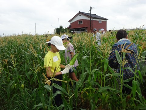 R7射水稲刈り体験