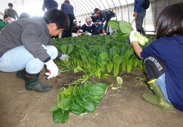 R7射水こまつな収穫体験