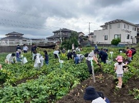 R7黒部じゃがいも収穫