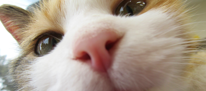 ねこの譲渡情報