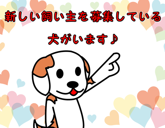 保護犬の譲渡情報（あり）