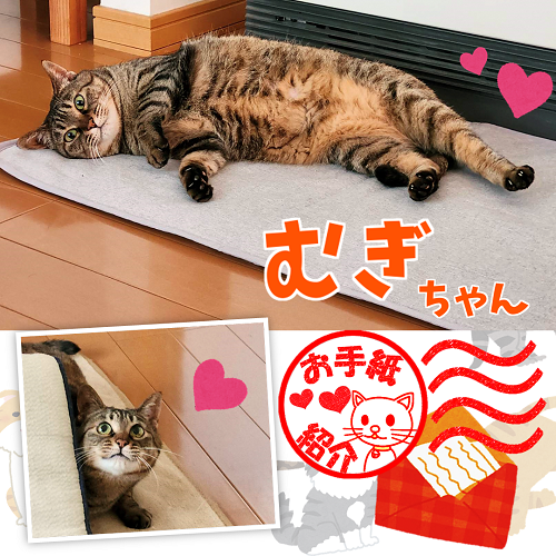 譲渡動物情報ねこ5078