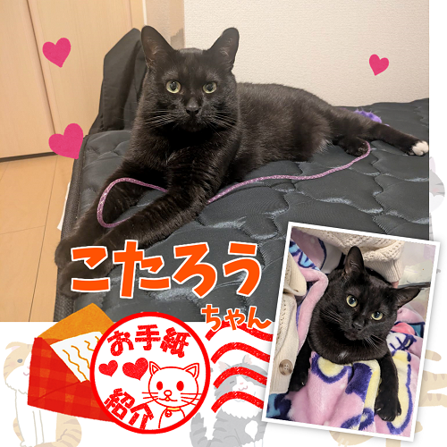 飼い主さんからのお手紙紹介「こたろうちゃん」