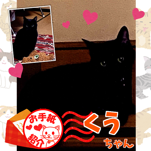 飼い主さんからのお手紙紹介「くうちゃん」