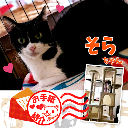 飼い主さんからのお手紙紹介「そらちゃん」